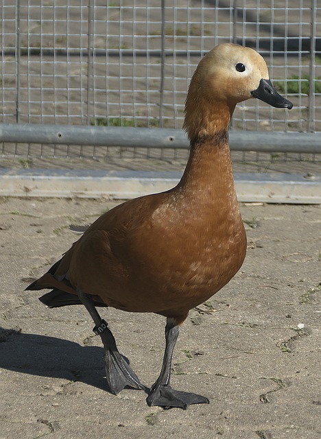 Cunni