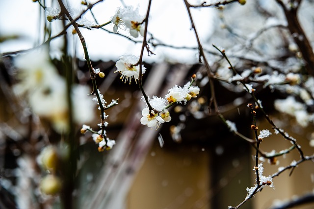 花以