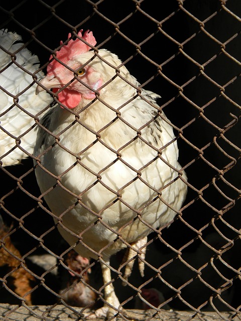 也对所在国 也对所在国